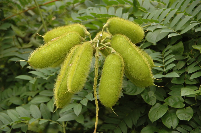 喙荚云实Caesalpinia minax 喙荚云实Caesalpinia minax