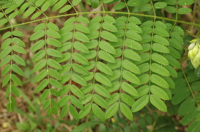 喙荚云实Caesalpinia minax