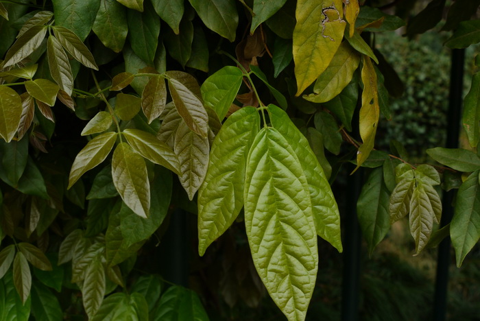香花崖豆藤Callerya dielsiana 香花崖豆藤Callerya dielsiana