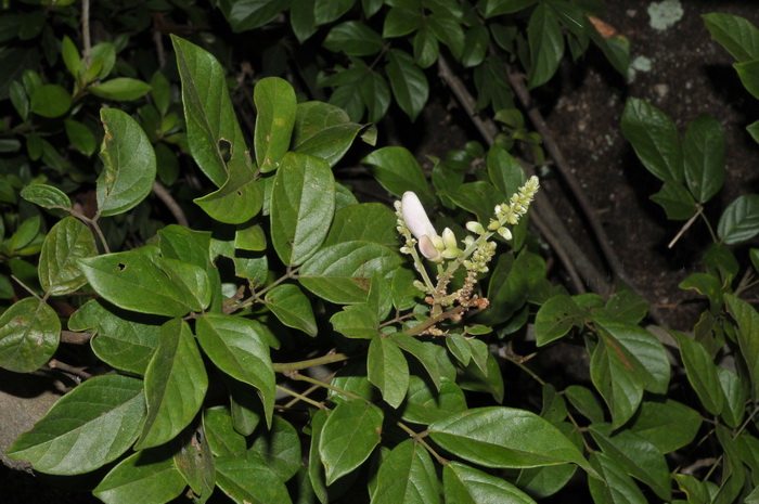 亮叶鸡血藤Callerya nitida