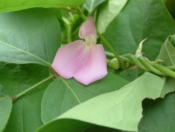 刀豆Canavalia gladiata 刀豆Canavalia gladiata