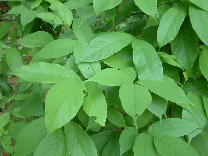 鱼藤Derris trifoliata