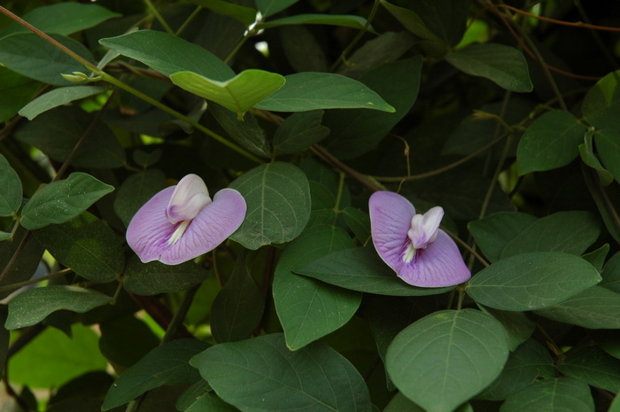 距瓣豆Centrosema pubescens 距瓣豆Centrosema pubescens