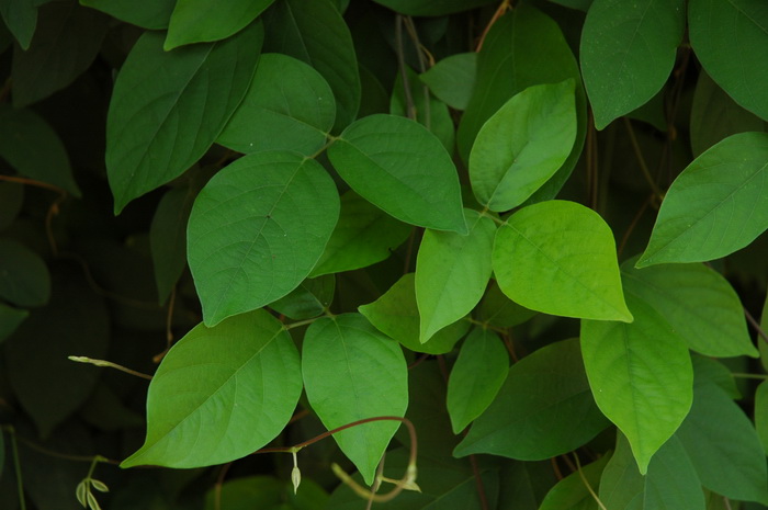 距瓣豆Centrosema pubescens 距瓣豆Centrosema pubescens