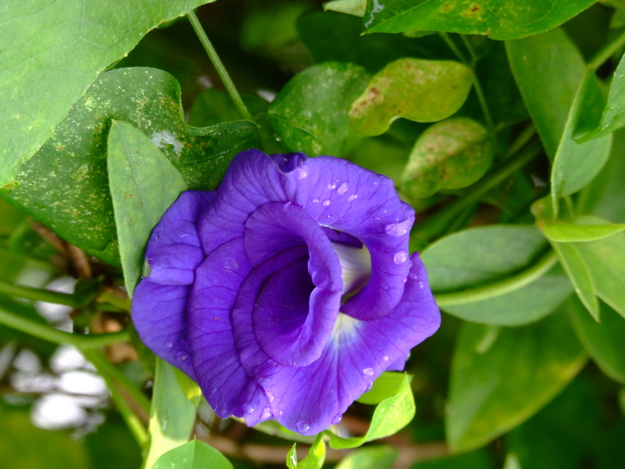 蝶豆Clitoria ternatea