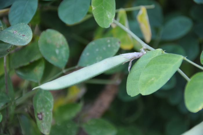 蝶豆Clitoria ternatea