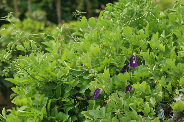 蝶豆Clitoria ternatea