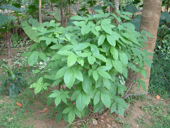 鱼藤Derris trifoliata