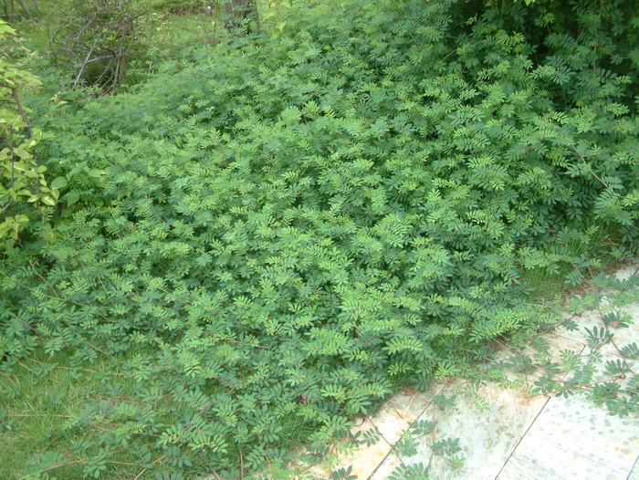 铺地木蓝Indigofera hendecaphylla 铺地木蓝Indigofera hendecaphylla