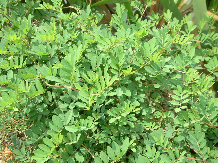 铺地木蓝Indigofera hendecaphylla