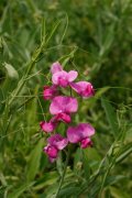 宽叶香豌豆Lathyrus latifolius