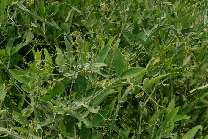 宽叶香豌豆Lathyrus latifolius