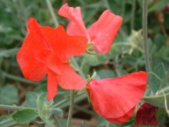 香豌豆Lathyrus odoratus