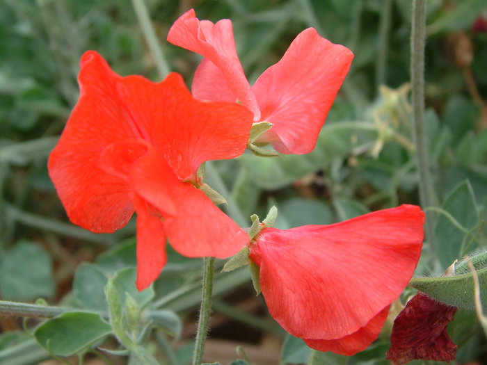 香豌豆Lathyrus odoratus 香豌豆Lathyrus odoratus