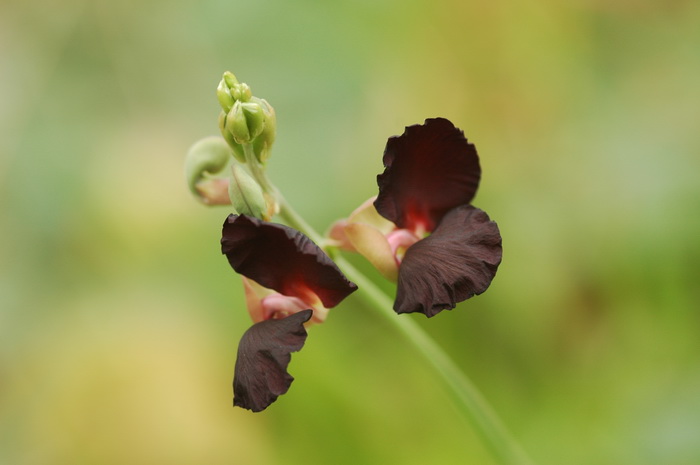 紫花大翼豆Macroptilium atropurpureum