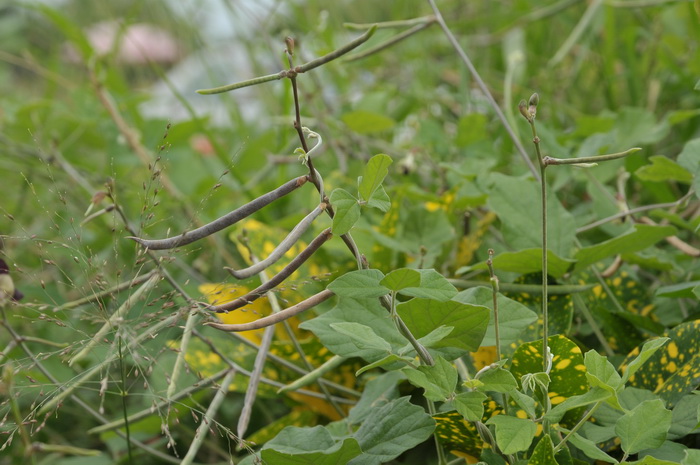 紫花大翼豆Macroptilium atropurpureum