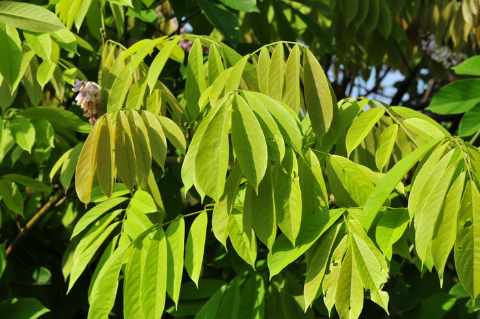 榼藤子崖豆藤Millettia entadoides