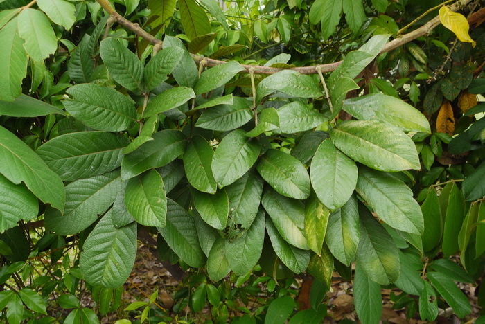 海南崖豆藤Callerya pachyloba 海南崖豆藤Callerya pachyloba