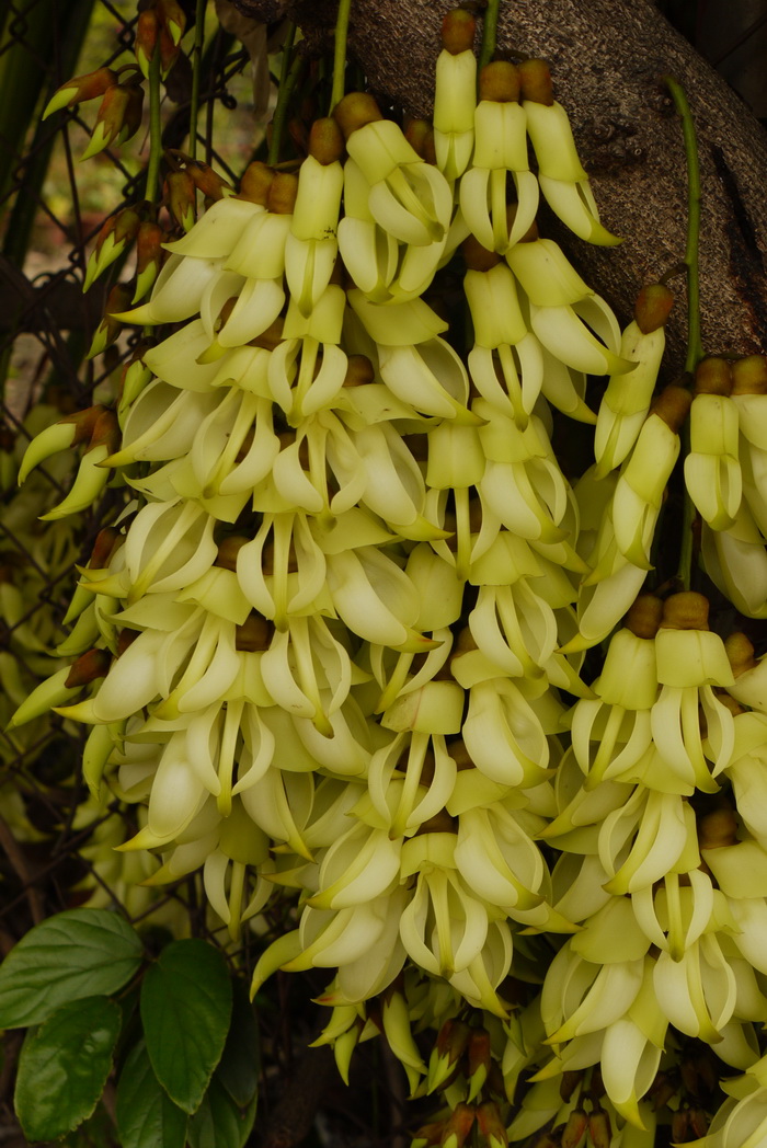 禾雀花Mucuna birdwoodiana