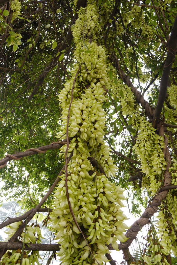 禾雀花Mucuna birdwoodiana