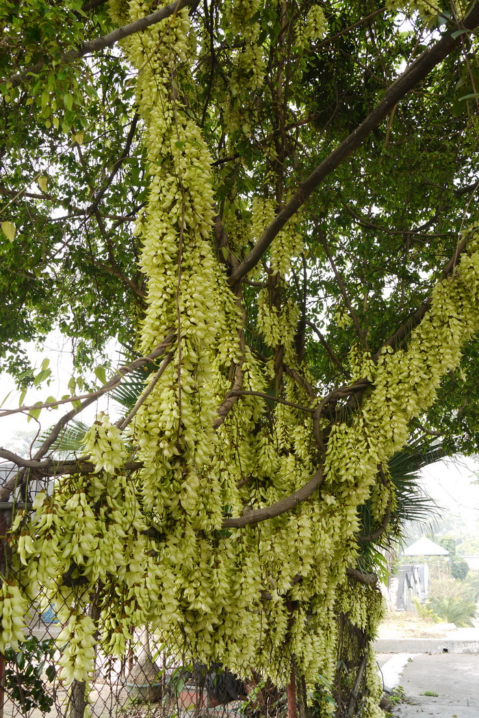 禾雀花Mucuna birdwoodiana