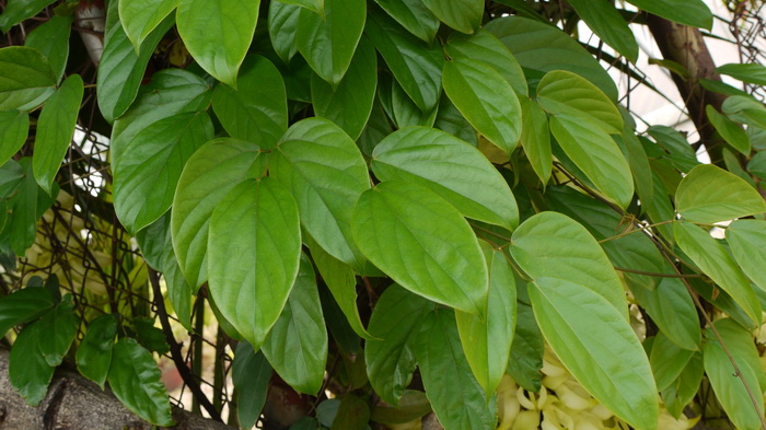 禾雀花Mucuna birdwoodiana
