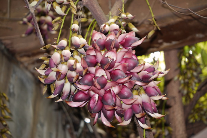 大果油麻藤Mucuna macrocarpa