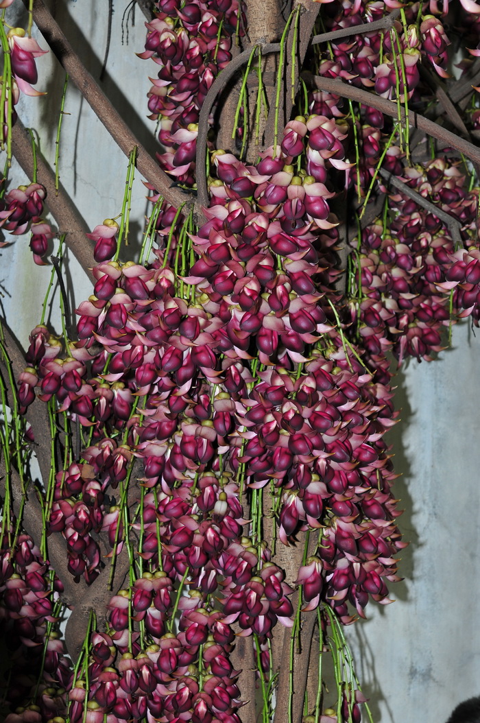 大果油麻藤Mucuna macrocarpa