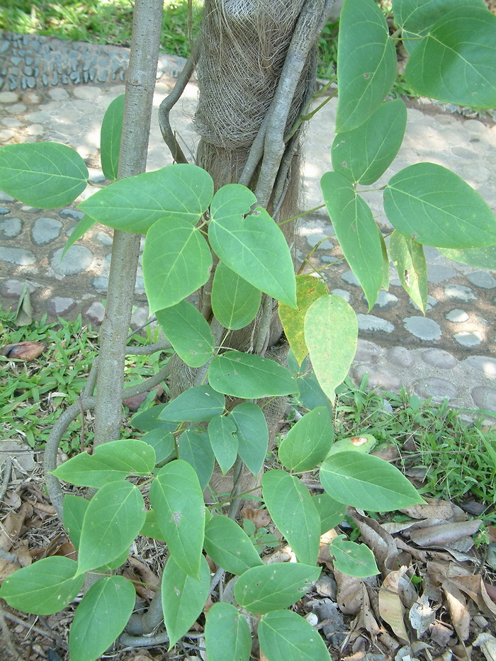 大果油麻藤Mucuna macrocarpa