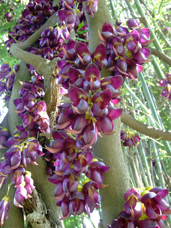 常春油麻藤Mucuna sempervirens