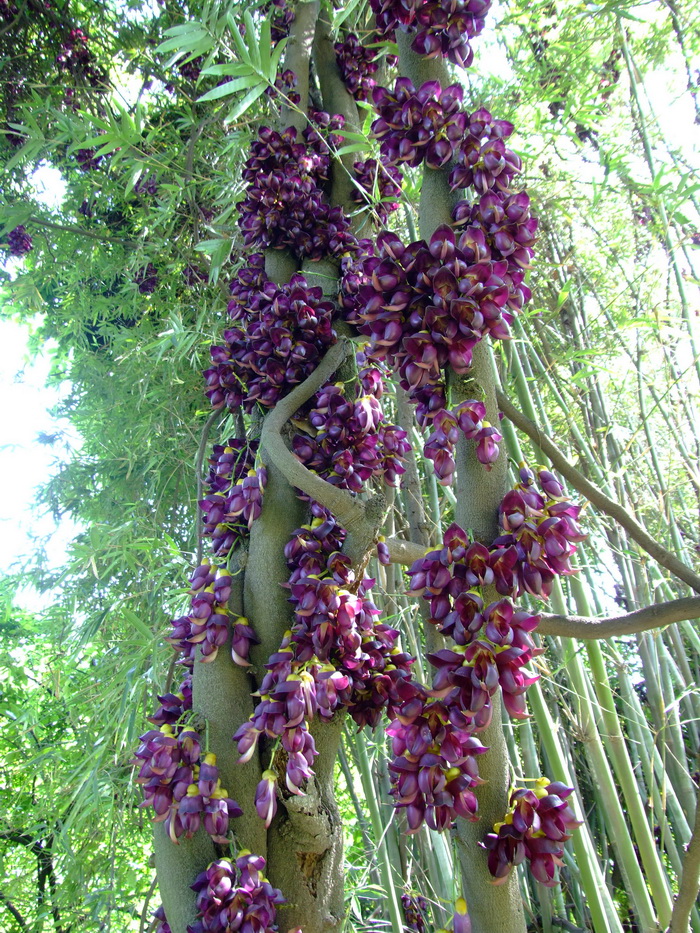 常春油麻藤Mucuna sempervirens 常春油麻藤Mucuna sempervirens