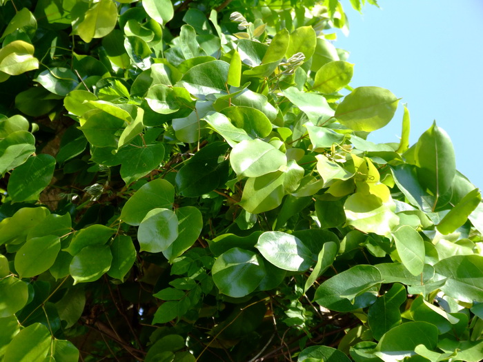 常春油麻藤Mucuna sempervirens 常春油麻藤Mucuna sempervirens