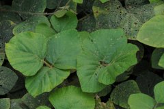 爪哇葛藤Pueraria phaseoloides