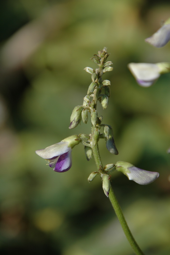 爪哇葛藤Pueraria phaseoloides 爪哇葛藤Pueraria phaseoloides