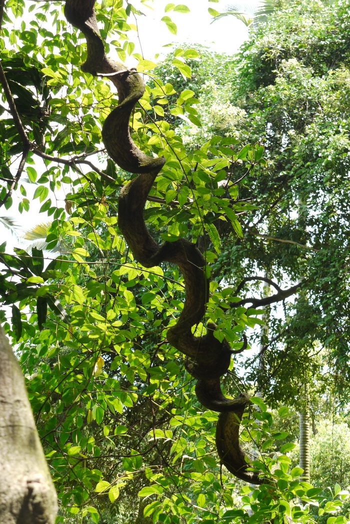大血藤Sargentodoxa cuneata 大血藤Sargentodoxa cuneata