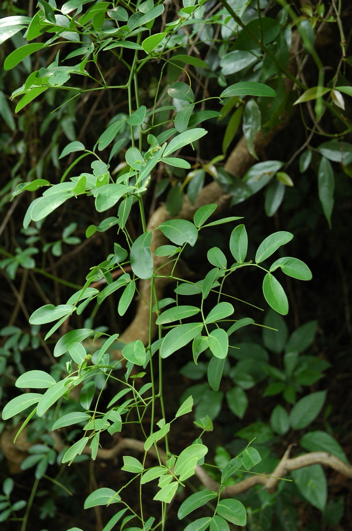 大血藤Sargentodoxa cuneata