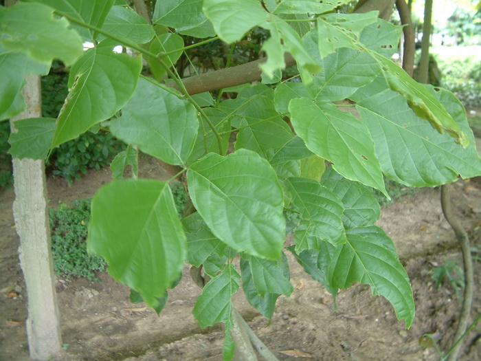密花豆Spatholobus suberectus