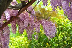多花紫藤Wisteria floribunda