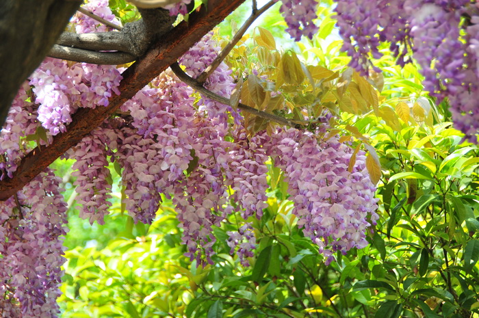 紫藤Wisteria sinensis 紫藤Wisteria sinensis