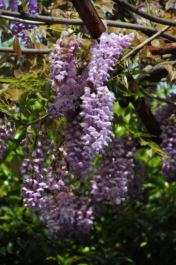 紫藤Wisteria sinensis