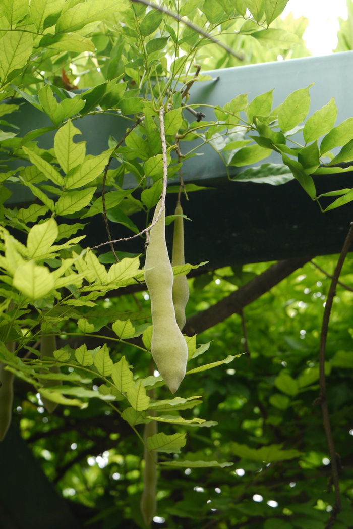 紫藤Wisteria sinensis 紫藤Wisteria sinensis
