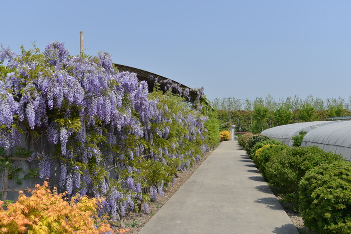 紫藤Wisteria sinensis