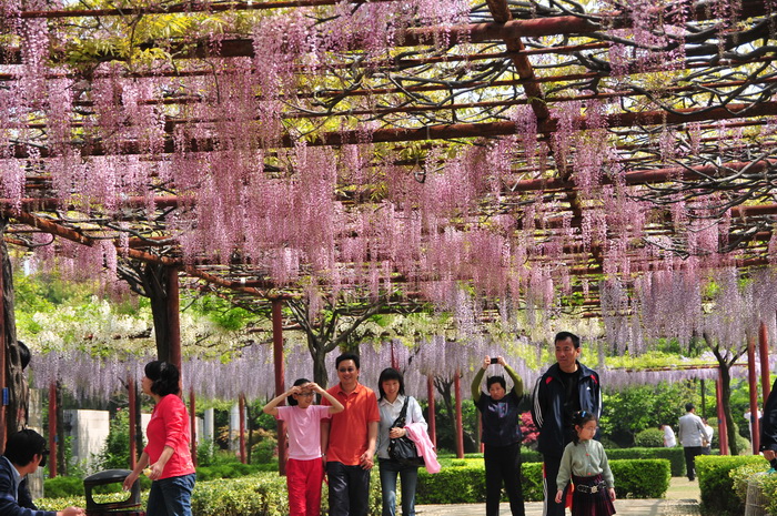 多花紫藤Wisteria floribunda