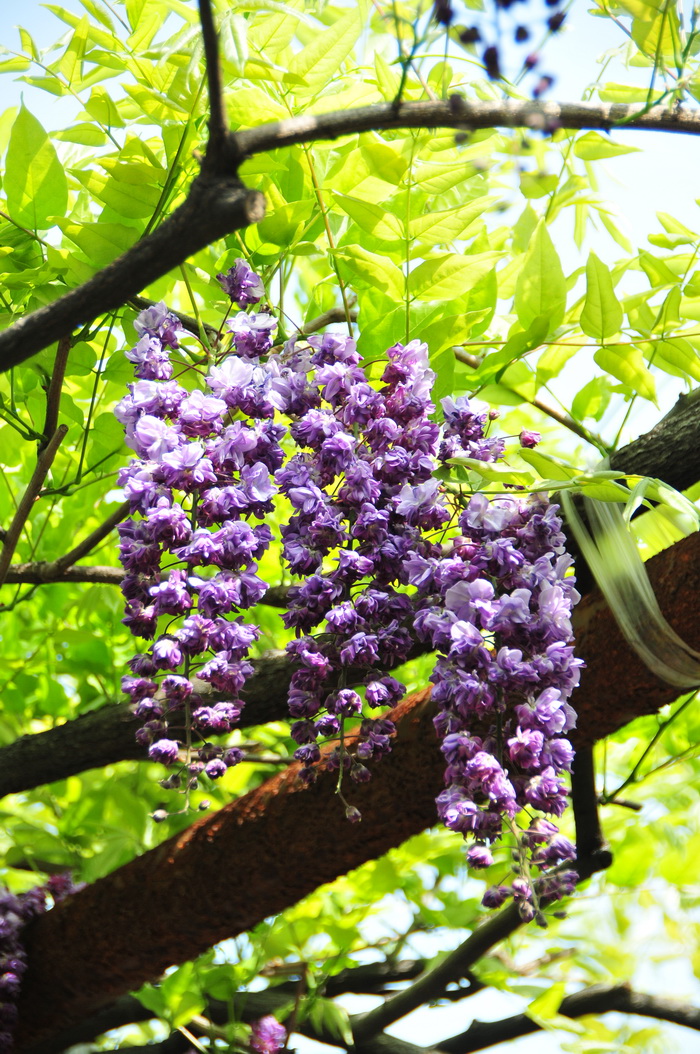 多花紫藤Wisteria floribunda