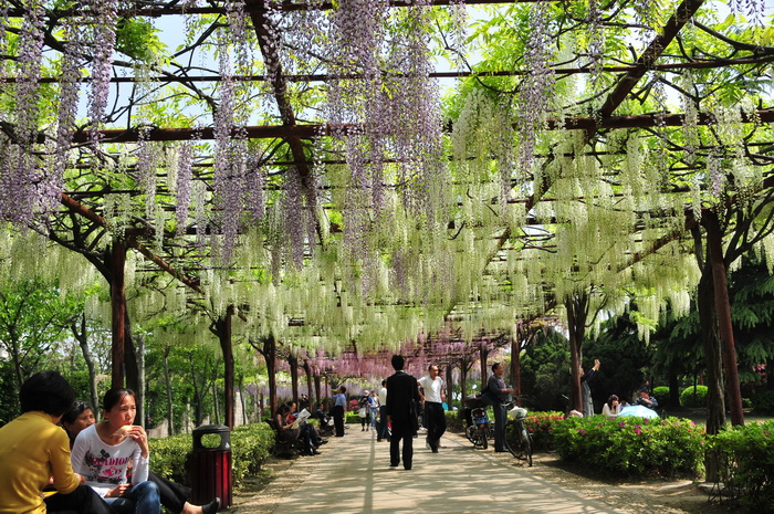 多花紫藤Wisteria floribunda