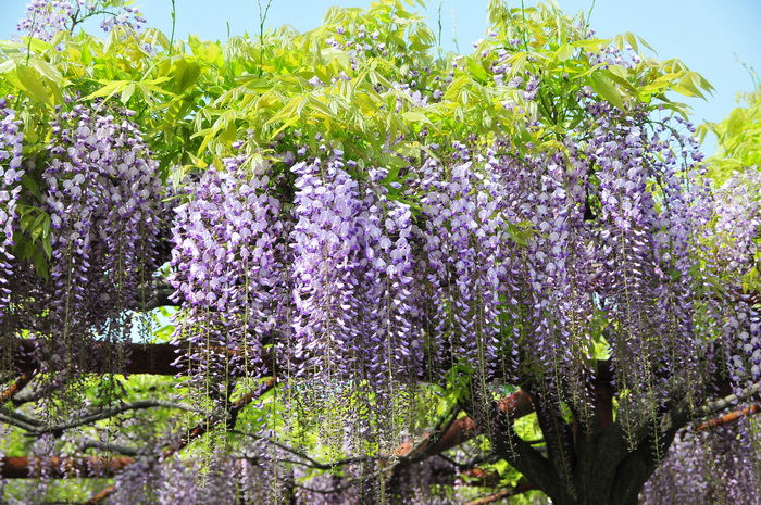 多花紫藤Wisteria floribunda