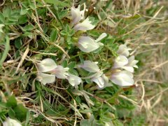 糙叶黄芪Astragalus scaberrimus