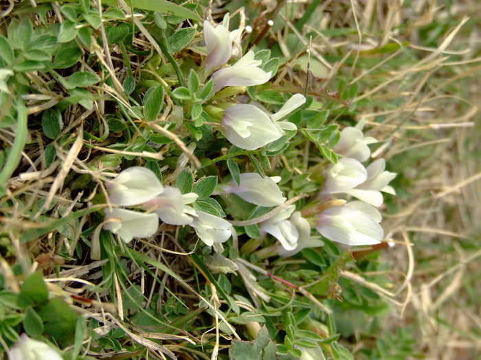 糙叶黄芪astragalusscaberrimus