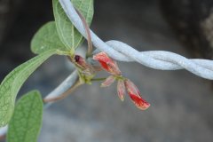 蔓草虫豆Cajanus scarabaeoides