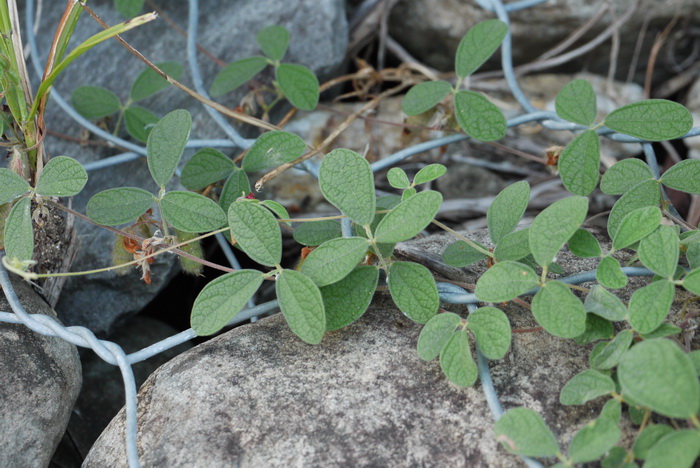 蔓草虫豆Cajanus scarabaeoides